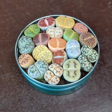 Lithops Plant Mix, Rare Lithops, Lithops Plants, Live Stones