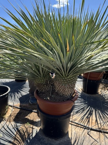 Yucca rostrata double trunk - yucca, 3