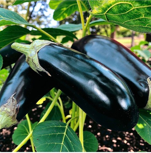 Aubergine moneymaker plug - moneymaker,