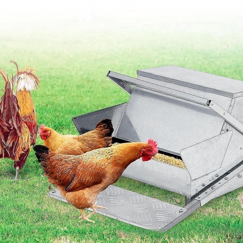 Automatic chicken feeder - chicken,