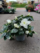 White Azalea Shrub | Evergreen