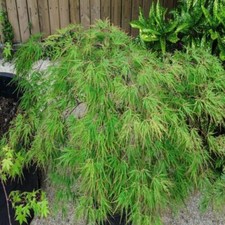 Acer Palmatum 'Seiryu'