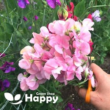 SWEET PEA - NELLIE VINER - 15