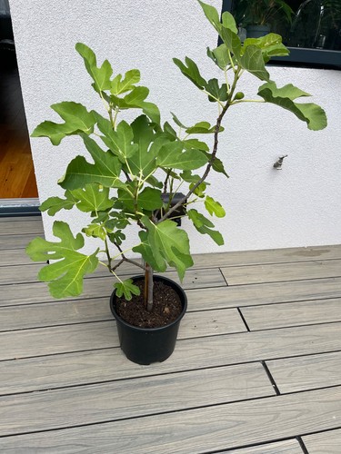Fig tree brown turkey - tree,