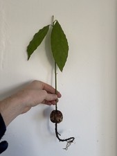 Rooted Live Avocado Plant. Indoor houseplant 30+ CM