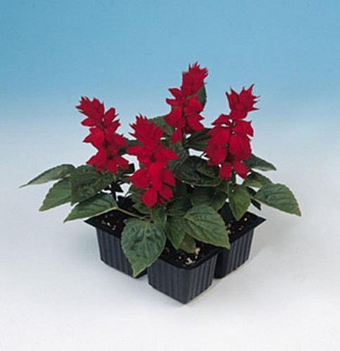 Salvia splendens sizzler red - ,