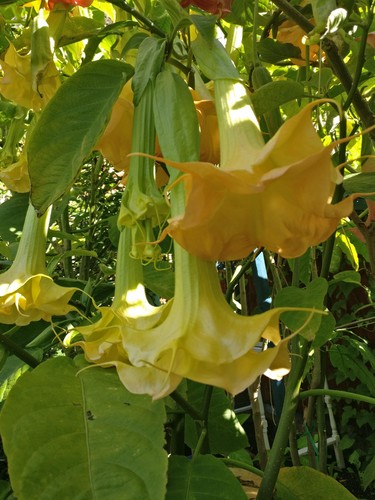 Brugmansia wuppergold rooted - wuppergold,