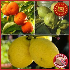3 x Citrus Fruit Trees Orange, Lemon & Lime 20-30cm tall in pot Best Selling