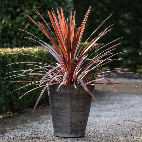 Pot cordyline australis - pot,