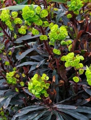 Euphorbia amygdaloides - euphorbia,