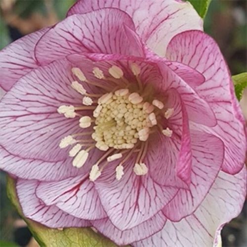 Hellebore mix x1 healthy - 'mix',