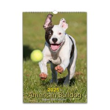 American Bulldog photo calendar 2026/27 personalised Choose Start