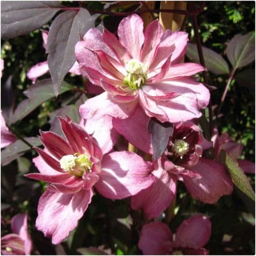 Clematis montana marjorie x - montana,