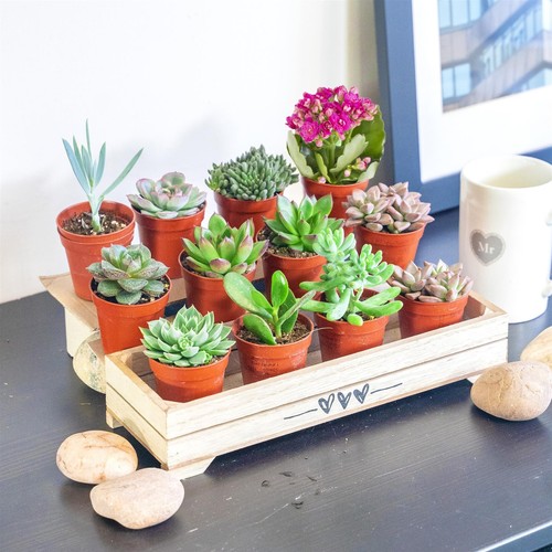 Succulent live mini pot - 5,