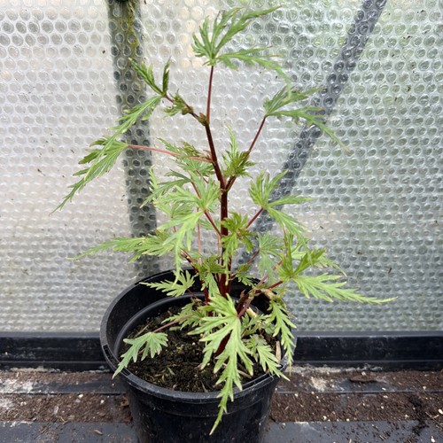 Begonia sutherlandii