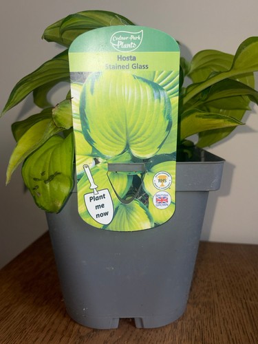Hosta stained glass - hosta,