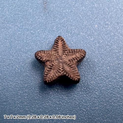 Crinoid star fossil - , tidmoor