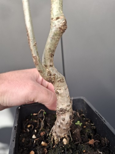 Part trained oak bonsai - oak, tree