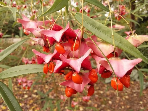 Euonymus cornutus five horned - cornutus,,