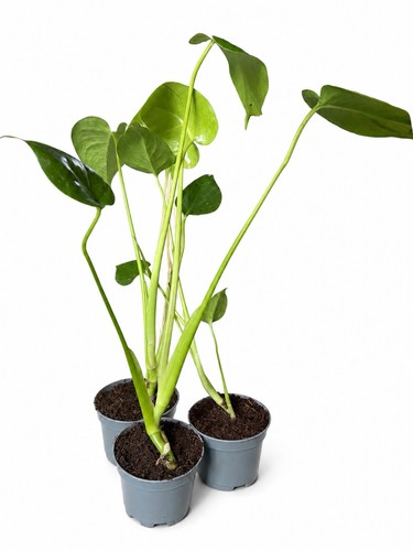 Monstera deliciosa 8cm - monstera,