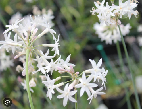 Tulbaghia violacea alba - violacea, 'alba'
