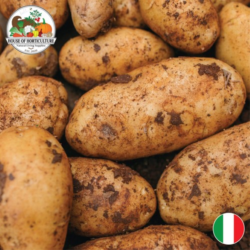 Fresh italian spunta potatoes - spunta,