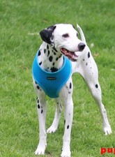 Puppia XL  Dog Harness Soft