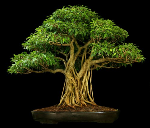 Ficus religiosa bodhi - religiosa, peepal