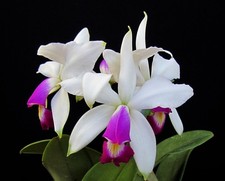Cattleya violacea semi alba