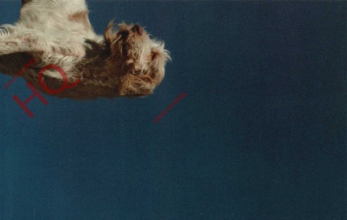 Picture postcard dog - picture, postcard::dog,
