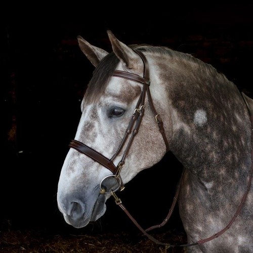 John whitaker madrid - whitaker, snaffle