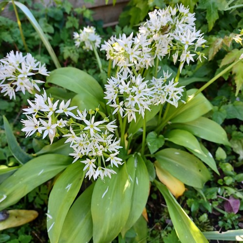 Wild garlic ransoms seeds - ,,