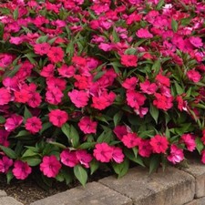 Impatiens Seeds Solarscape Magenta Bliss 15 Seeds NEW Variety