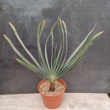 Aloe plicatilis Old Plant XL