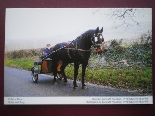Postcard animals horse - postcard,