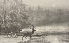 Deer William Hollidge Deer Fawn Choose Wood Autumn C1869
