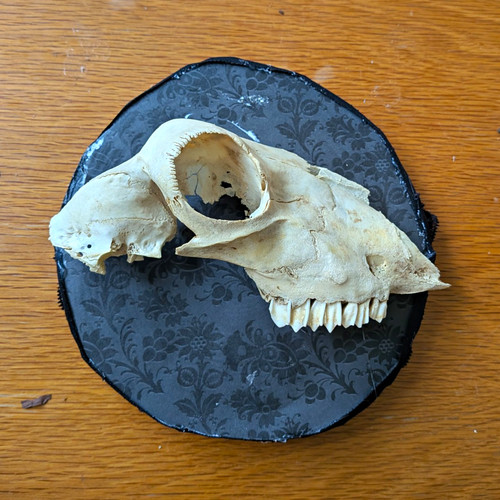 Taxidermy animal skull - taxidermy,