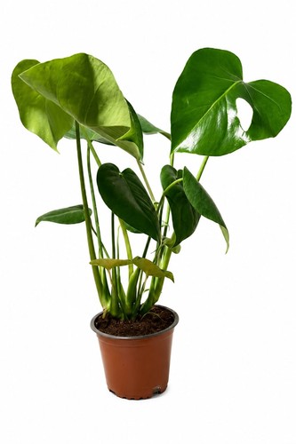 Large monstera deliciosa - large,