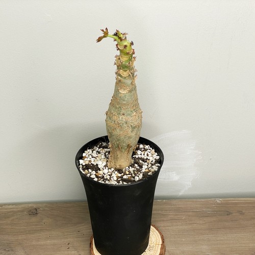 Jatropha podagrica buddha - podagrica,