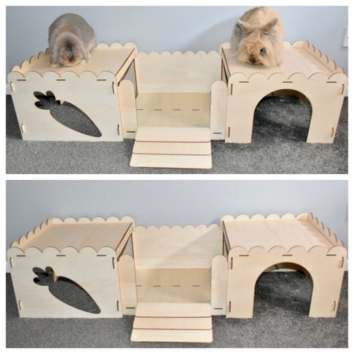 Small pet rabbit guinea - rabbit,