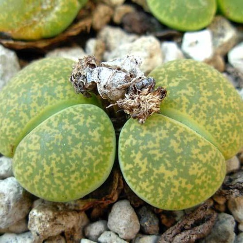 Lithops lesleii albinica 15 - lesleii,