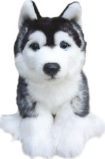 Siberian Husky teddy SIBERIAN