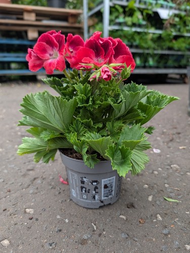 Red pelargonium plant 12cm - red, |