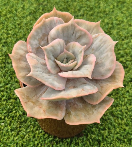 Echeveria lilacina marble - lilacina, 'marble