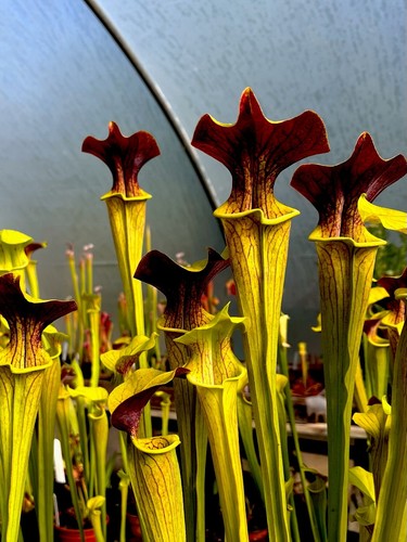 Sarracenia soperi alata red - soperi,