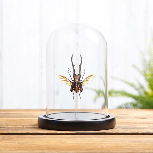 Stag beetle with wings spread - stag,