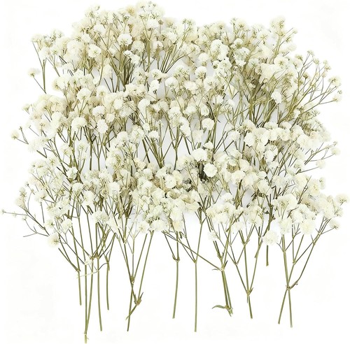 100pcs dried pressed - dried, flowers