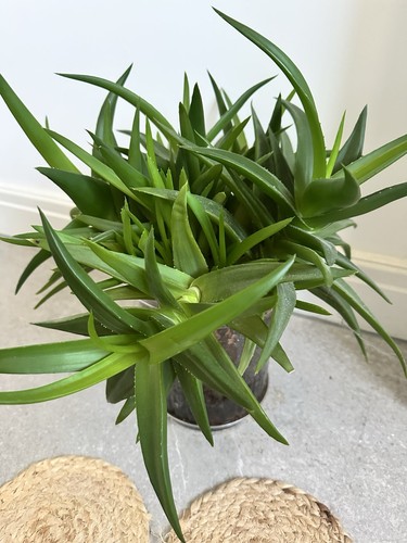Haworthia aloe vera succulent - aloe,