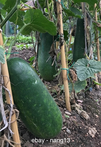 Wax gourd plant in pot - x,