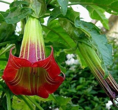 Brugmansia sanguinea scarlet - sanguinea,